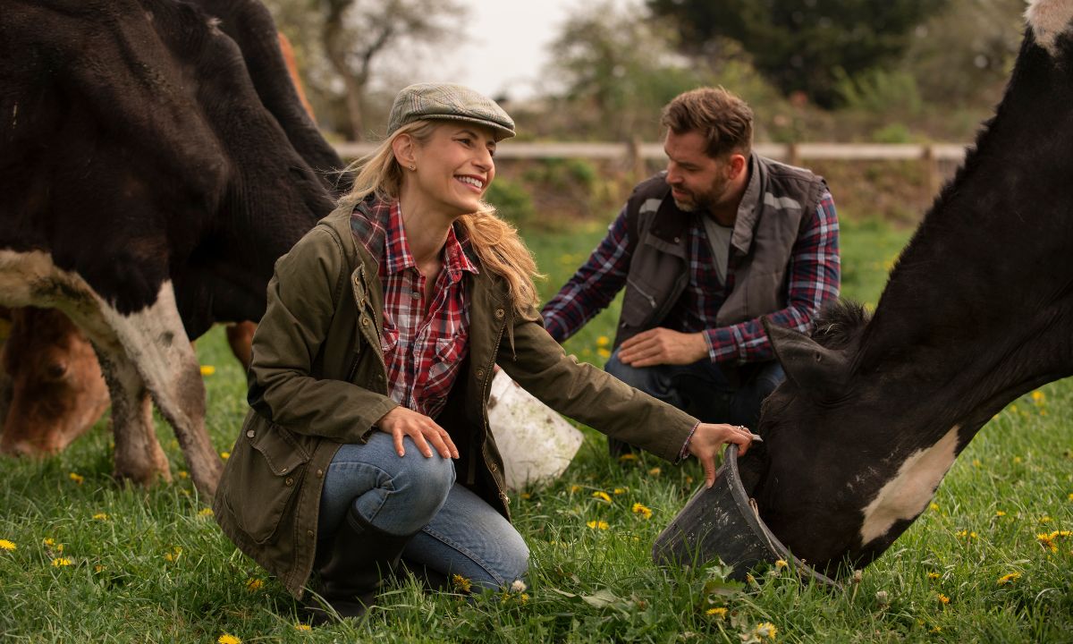 daily cattle care