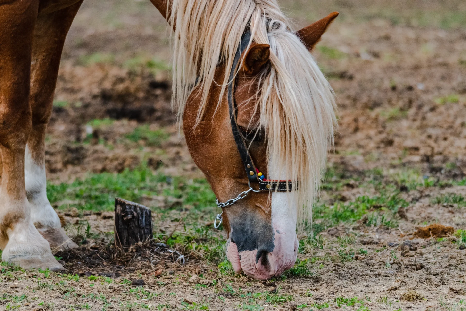 Horse Dewormer Paste Comparison: Ingredients, Uses and Label Differences